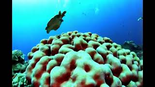 Underwater Paradise: Diver's Encounter #underwaterparadise #scubadiving #silverfish