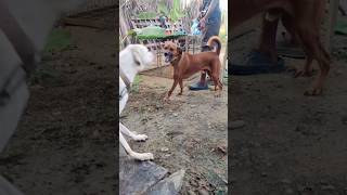 kombai dog | kombai dog| tamil nadu native breed