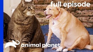 Flabby Tabby and Chunky Chihuahua | My Big Fat Pet Makeover (Full Episode)