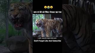 tiger 🐯 ने मां बेटे को खाया#shorts #shortsfeed #ytshorts #movieexplainedinhindi #explaininfilmi