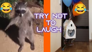 Try Not To Laugh😂😂 cute and funny cat and animals video compilation #1