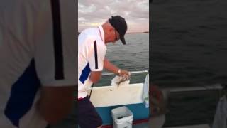 Sunset porgy fishing NEVER ENUFF FISHING FLEET 15163227442