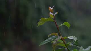 Relaxing Piano Music and Rain Sounds for Sleeping and Achieving Deep Rest and Inner Calm