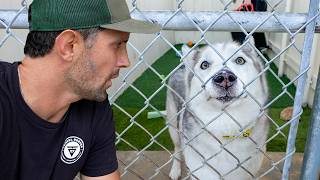 I Tried Working at a San Diego Animal Shelter for 24 Hours 🐕