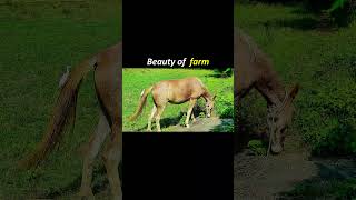 My Third Mini Vlog #shortfeed #ytshorts #shortsviral #minivlog #viralfeed#growwithheart #viralfeeds