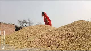 धान का रंग क्यों बदल गया?? @madhurivillagevlogs7227 @IndianRealVillage 