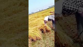 Framing the Harvest Season | #HarvestSeason #Agriculture #Harvest #YouTubeShorts