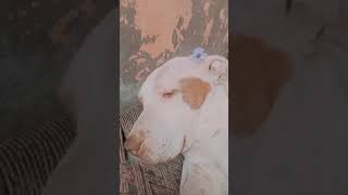 motupatluworld❤ 🙏subscribe please 🙏❤ #trending#viral#ytshorts#viedo#motupatlu#video ❤