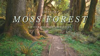Hoh Rainforest | 4K Forest Walk, Not AI | Moss Forest | nature sounds | Study & Stress Relief