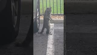 Man rocket doing the fenty lean now dang#comedianvideo#fyp#fybvideo#justjokes#goviralvideo#hilarious