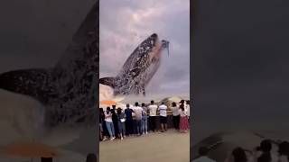 small to big animal transformation don't watch the last one ☠️