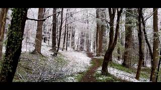 Snowy Forest in the Spring