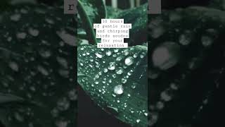 #relaxingsounds #rainforsleeping #naturesounds #rain #raininforest #ambiencesounds