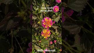 Ela pare mou ti lipi - Inspired by Manos Hadjidakis - Stella Mastoraki #InspiredByHadjidakis #cover