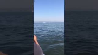 Striped bass limit 20 minutes never enuff