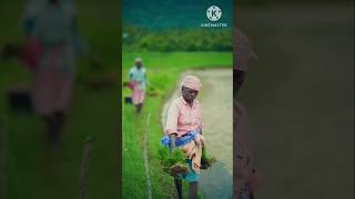 #bangladesh #viralvideo #বাংলাদেশ #দেশের_গান #beautiful #shortvideo #youtub #video #subscriber #cute