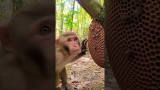 Ouch! Bee Attack on monkey#funnymonkey  #BeeAttack #MonkeyPrank #AnimalComedy