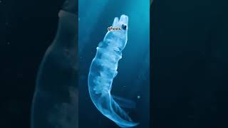 No one has ever seen an eel be born. It’s not a myth. It’s biology’s strangest truth.