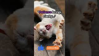 "Cat Mindset 🐱 | Curiosity & Patience" #CatMindset #Curiosity #Patience #Motivation #LifeLessons