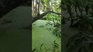 A green blanket of serenity🌿✨ #GreenParadise #NatureVibes #KeralaBackwaters #EcoEscape #SereneScenes