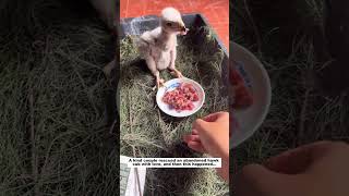 Rescue Hawk Cub #animals #wildliferescue #lovestory #rescue #wildlife #animalrescue#birds #hawk