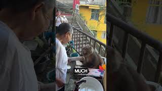 Xing Xing’s Peaceful Evening at the Temple | Emotional Monkey Rescue Story | Healing After Fear