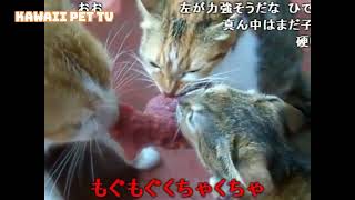 三匹の猫が肉の奪い合い