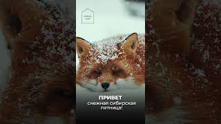 Поздравляем всех с пятницей! #зима #winter #снег #snowfall #пятница #friday #выходные #weekend