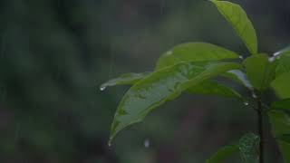 Relaxing Piano Music and Rain Sounds for Sleeping and Falling Asleep Instantly