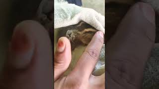 Cuddling Baby Squirrel