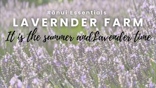 Summer and it is the Lavender time - Ranui Essentials Lavender Farm
