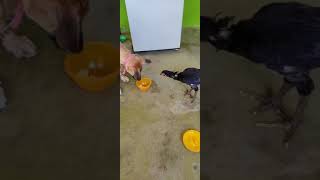 Kombai vs Chicken #shorts