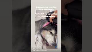 No more musty smelly doggo