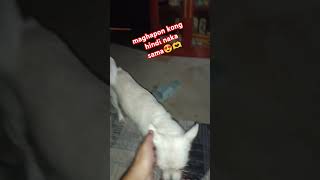 she always miss me #satisfying #satisfyingvibes #cuteanimals #shortsvideo #petvibes #cute #love #dog