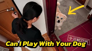 野良犬が私の家の玄関に現れ、私の犬と遊びたがった