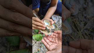 ঝিনুক থেকে মুক্তা বের করে লক্ষ টাকা ইনকাম করছে এই ভাই