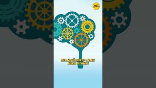 How does the Brain Process and Store Memories?