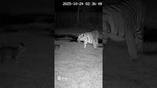 Tiger vs Cat: The Ultimate Fight With Tiny Kitten! 🐯😼