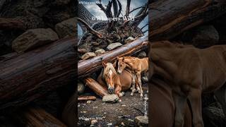 Storm Survival Brave Animals & Teamwork in the Wild #storm  #animals #survival