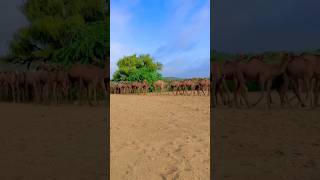 desert amazing animal camels #remix #nature #desertbeauty #duet #sindhtravel