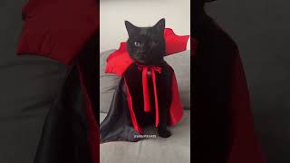 Cats on Halloween 🤣#cat #funny #funnycat #funnyvideo #funnypet