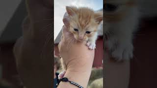 Baby kitty so sweet 🥰😍🐈‍⬛  #gato viral #2023 #trending #beauty #king #lionking #lion