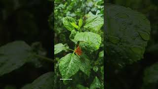 Calming rain. Rain on leaves.