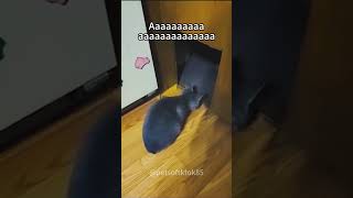 Hello 🥰🥰🥰 #funny #funnyanimls #funnyanimal #cat #funnyanimlas #funnycat #pets