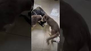 Nyetok dlu #cat #kucingimut #kucinglucu #catlover #cats #kucing