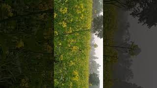 সরিষা ক্ষেত