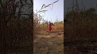 rajasthani song ||  #shorts #viral || #rajasthani song || 🎵