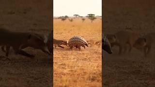 Pangolin vs Mongoose Pack 😳 | Nature’s Ultimate Defense! 🐾🔥
