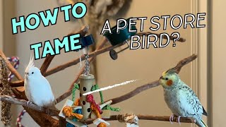 How to tame a pet store bird?—Part 1