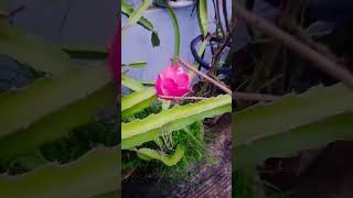 #DragonFruit #SkinGlowTips #WeightLossBangla #HealthyLife #BengaliHealthTips #NaturalBeauty #Fruits
